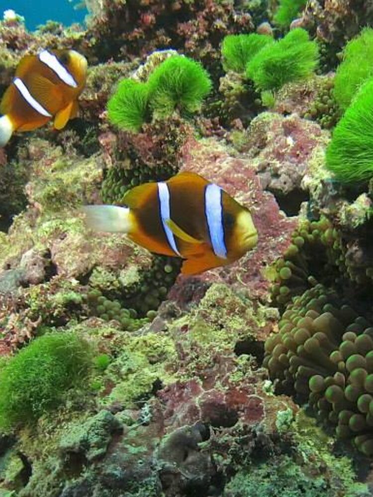 Anemone Fish on the Ribbon Reefs, Great Barrier Reef