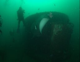 Bull Ray -HMAS Brisbane Shipwreck