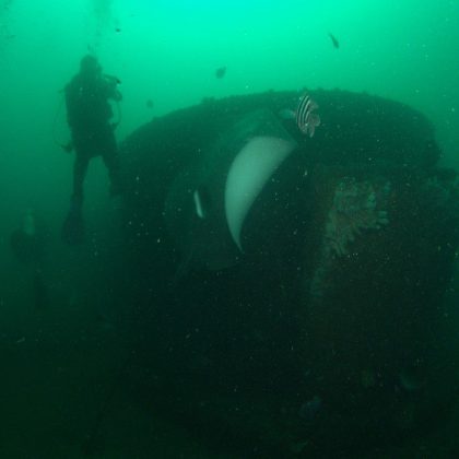 Bull Ray -HMAS Brisbane Shipwreck