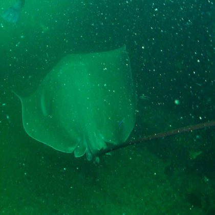 Bull Ray-HMAS Brisbane