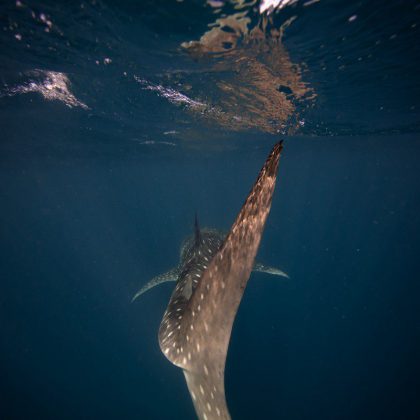 Dive in Australia - Swimming with Whale Sharks