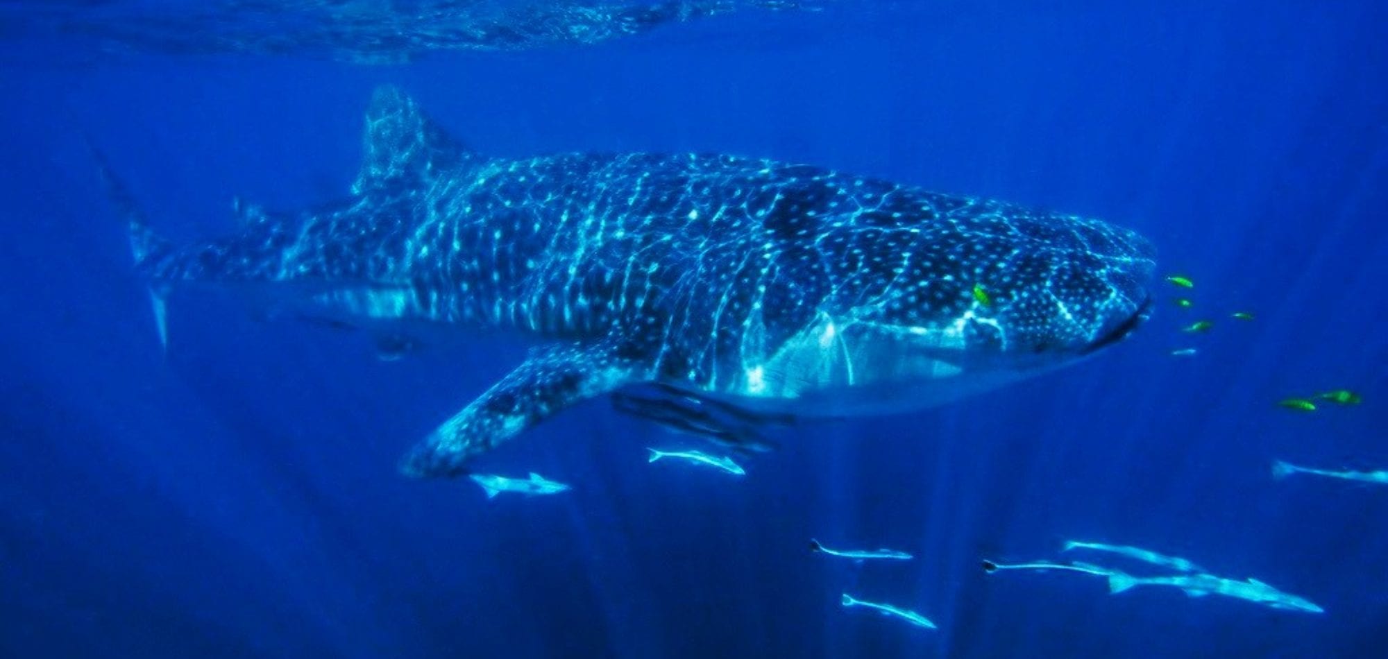 Whale Shark - Ningaloo Reef