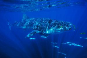 Whale Shark - Ningaloo Reef, Australia