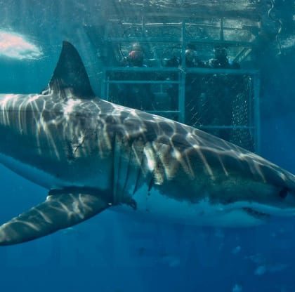 Great White Shark cage diving, Australia