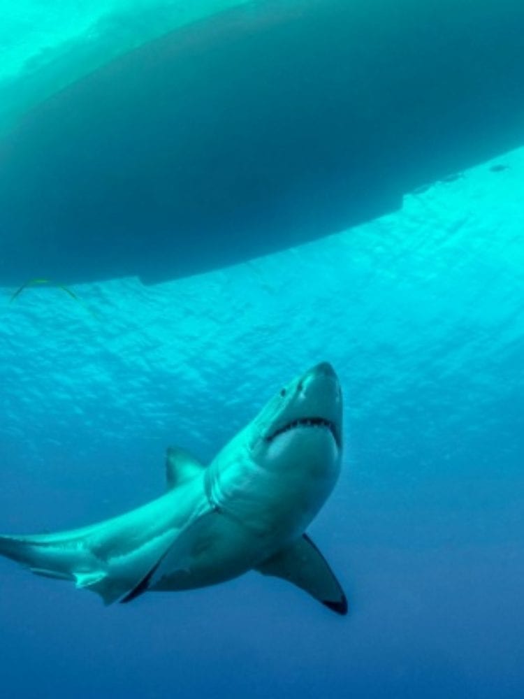 great white shark tours australia
