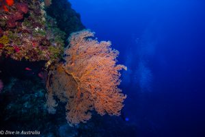 Holmes Reef, Coral Sea - Gorgonian Sea Fan Coral