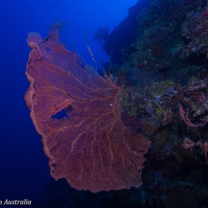 Holmes Reef, Coral Sea - Gorgonian Sea Fan Coral