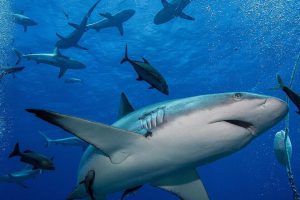 Shark Feeds in Coral Sea