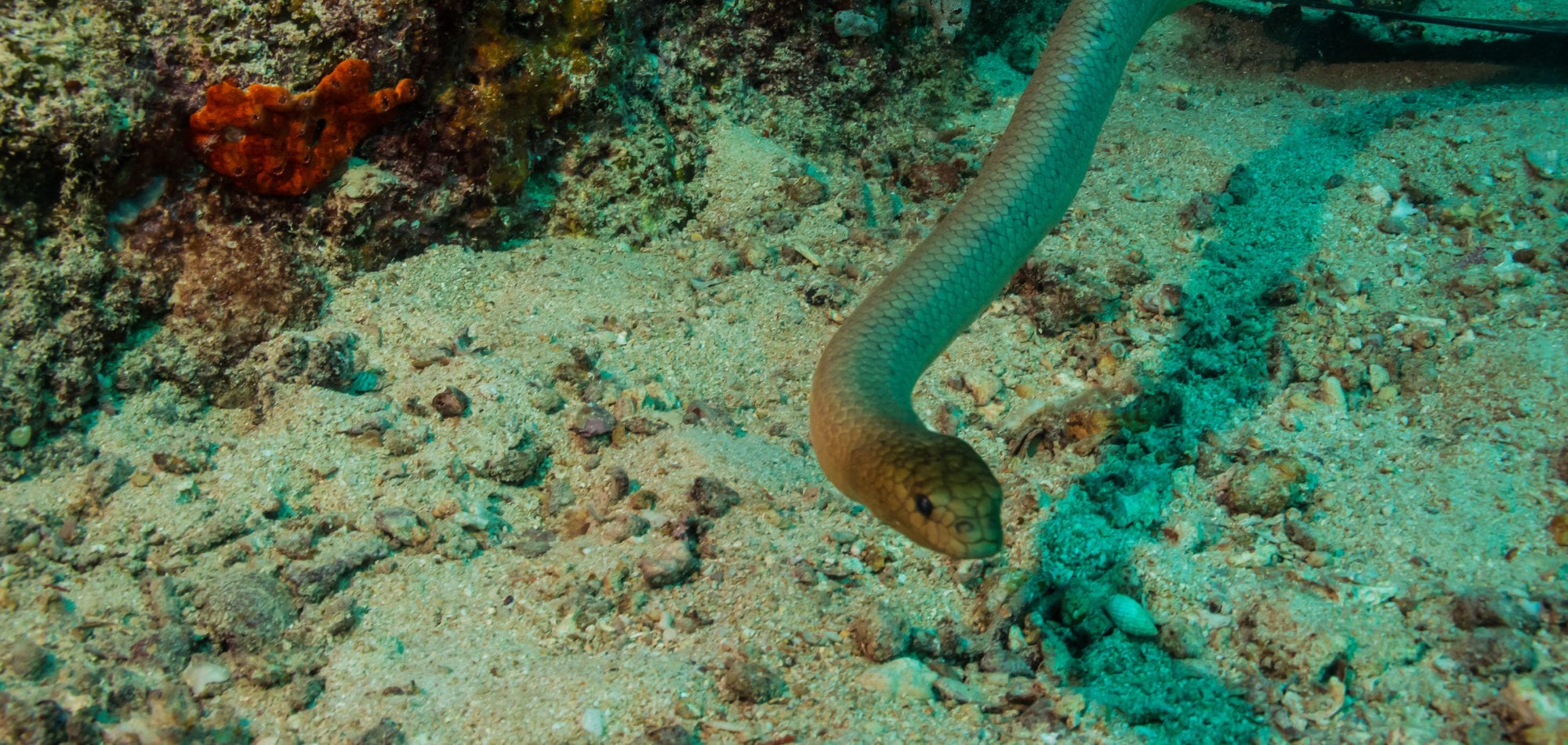 Olive Sea Snake - Ribbon Reefs