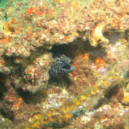 Moray Eel - HMAS Brisbane