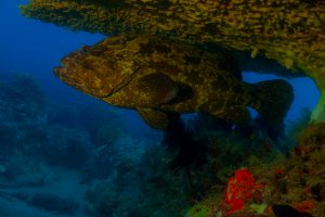 Potato Cod Ribbon Reefs Great Barrier Reef Australia