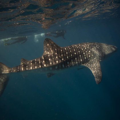 Whale Shark - Exmouth