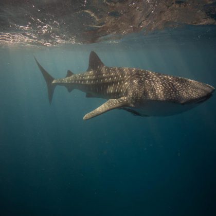 Whale Shark II - Exmouth