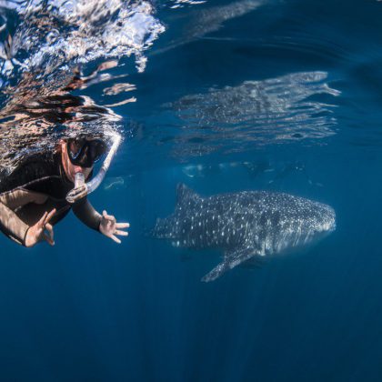 Whaleshark Swimmer - Exmouth