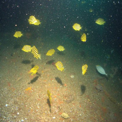 Yellow Strips inside the HMAS Brisbane Shipwreck