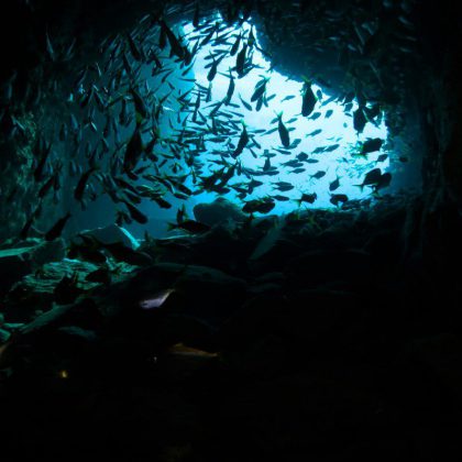 Dive in Australia - Fish Rock Cave