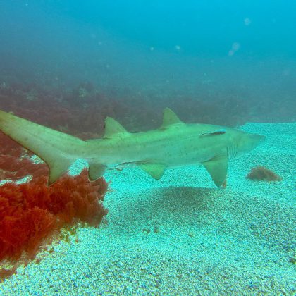 Dive in Australia - Grey Nurse Shark