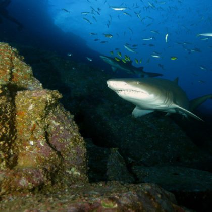 Dive in Australia - Grey Nurse Shark Fish Rock Cave