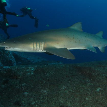 Dive in Australia - Grey Nurse Shark II