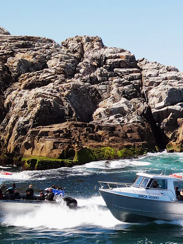 South West Rocks Fish Rock Cave & Grey Nurse Shark Dive (Adventure