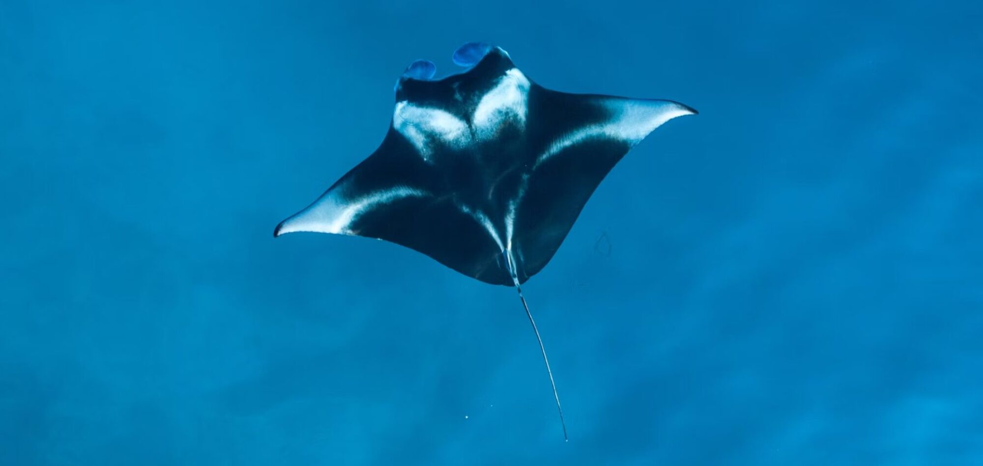 Majestic Manta Rays of Australia: Facts, Threats & Top Dive Spots
