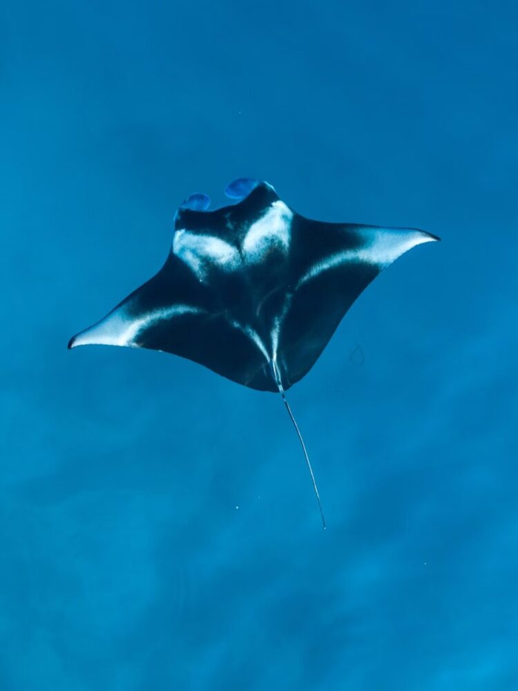 Majestic Manta Rays of Australia: Facts, Threats & Top Dive Spots