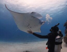 Lady Elliot Island - Diver and Manta