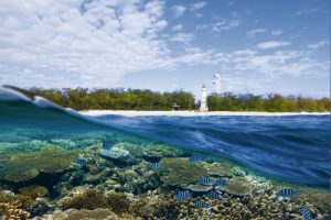 Lady Elliot Island