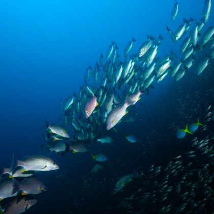 SS Yongala Shipwreck