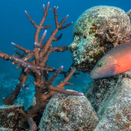 MOUA : GreenhouseJason deCaires Taylor-Sculptures