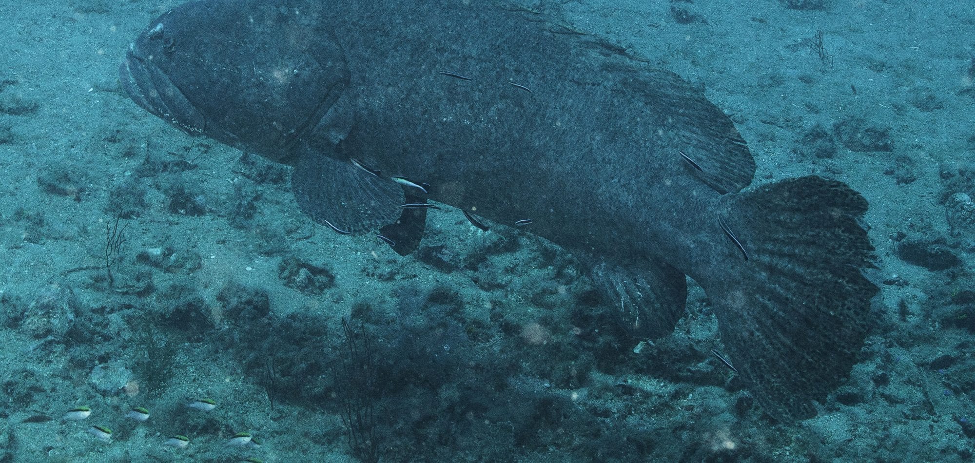Diving in Australia - Queensland Grouper