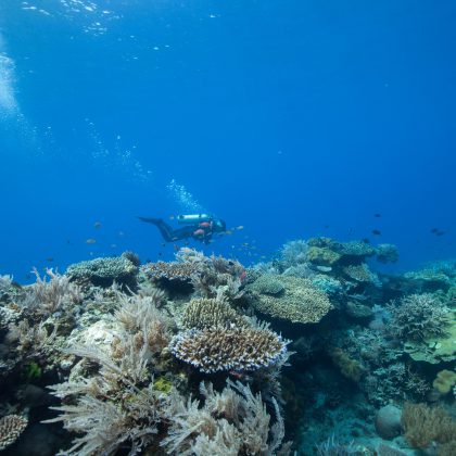 Scuba Diving Ningaloo - Ningaloo Reef Exmouth