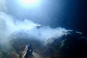 Coral Spawning
