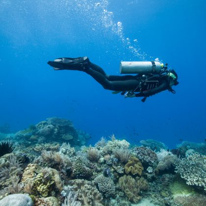 Scuba Diving Ningaloo Reef