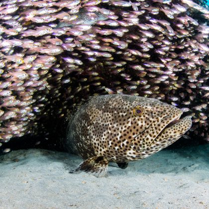 Potato Cod, Navy Pier Ningaloo Reef