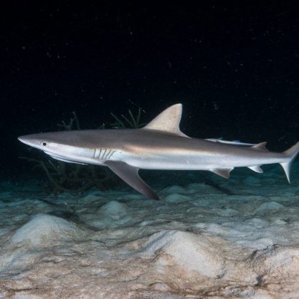 Dive in Australia - Grey Reef Shark