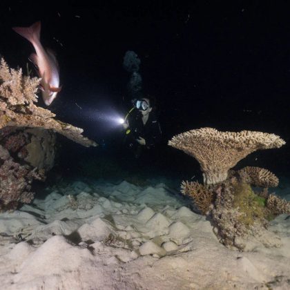 Dive in Australia - Night dive