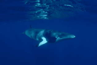 Spirit of Freedom – 7 Night Swim with Dwarf Minke Whale Ribbon Reefs & Coral Sea (Premium Vessel)