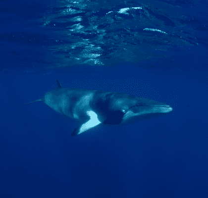 Minke Whales - Ribbon Reefs