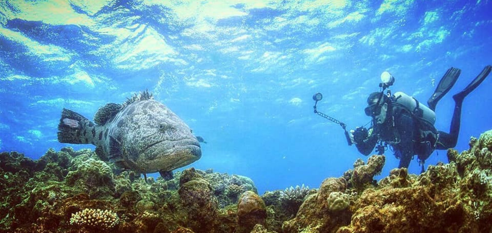 Potato Cod, Cod Hole and Ribbon Reefs