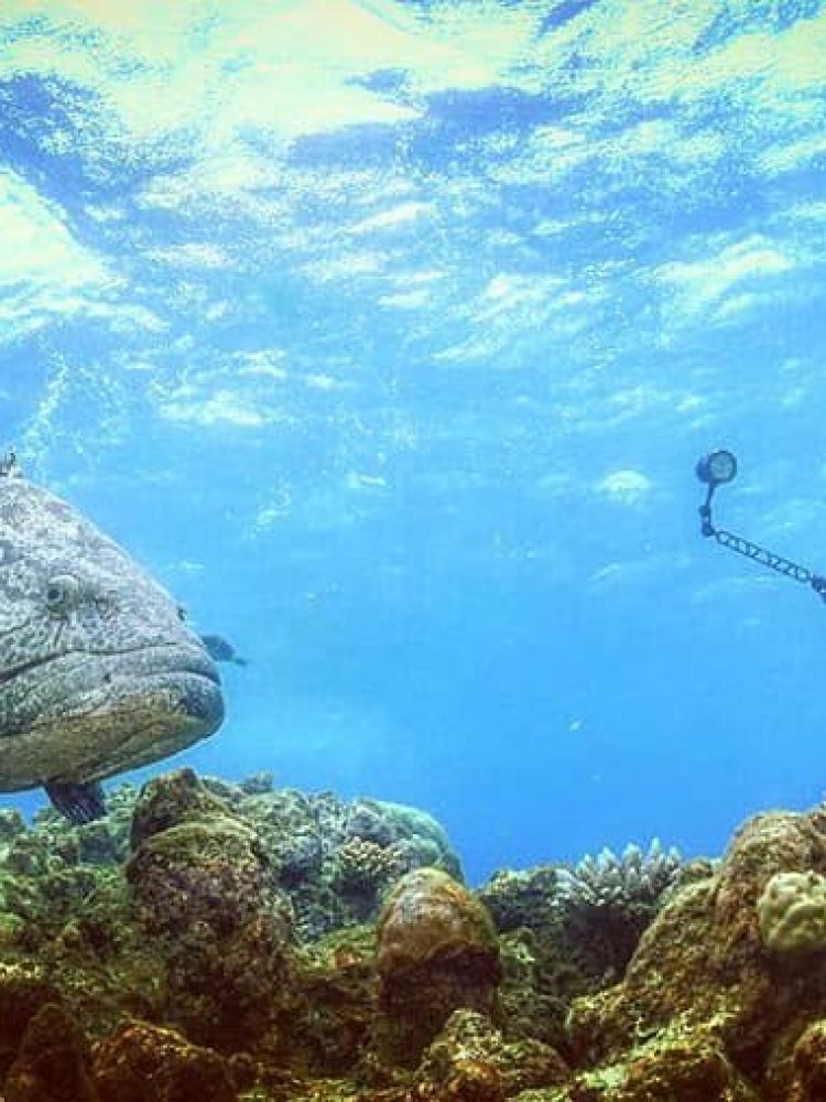 Potato Cod, Cod Hole and Ribbon Reefs