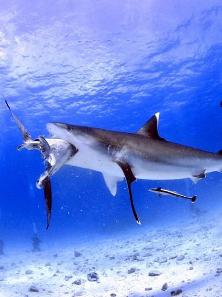 Dive Australia Coral Sea Shark Feed