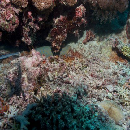 Diving Ningaloo Reef, Exmouth