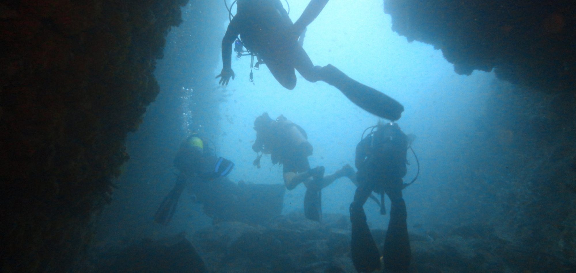 Shark Diving Fish Rock Cave, Australia