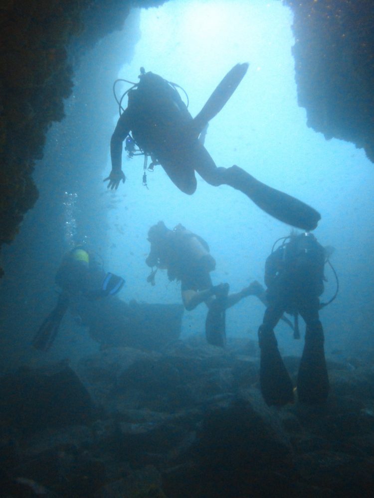 Shark Diving Fish Rock Cave, Australia