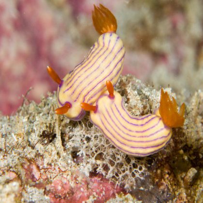 Muiron Islands - Exmouth