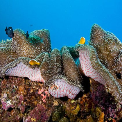 Ningaloo Reef - Exmouth