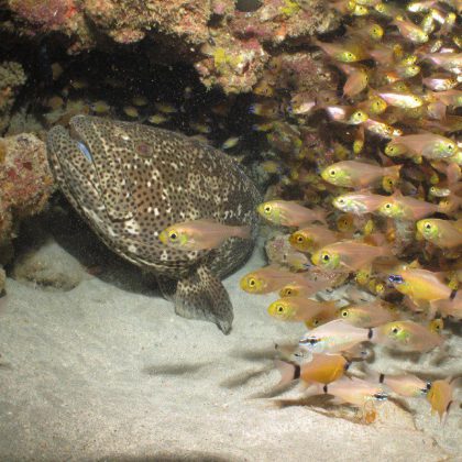 Ningaloo Reef - Exmouth Dive II