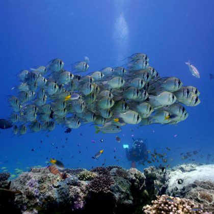 Ningaloo Reef, Western Australia