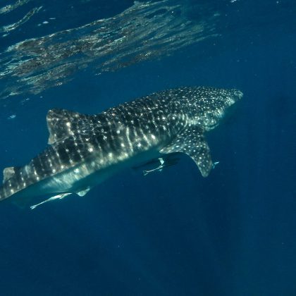 Ningaloo Reef - Whaleshark